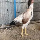 دجاجه شامو ياباني