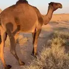 بكرة للبيع حقه والبيع علئ السوم والبيع قريب