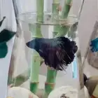 سمك الفايتر