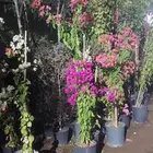 ياسمين هندي جهنميات جميع المقاسات شجره الكنه نوصل لاجميع الم