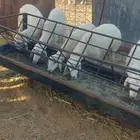 طليان حريات شحم اعمارها من شهرين الى اربع