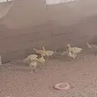 وز عراقي وز بلدي