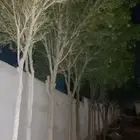 اشجار مصدات جاهزة كرفس