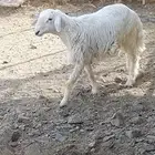 طلي حري مع التوصيل