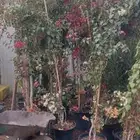 جهنميه 3الوان ولونين ولون وحد جميع المقاسات نوصل جميع مناطق