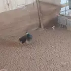 دجاج الطاووس