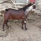 تيس فحل ادهم ادبس اوشح محايلي اصيل