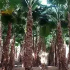 نخل واشنطني زينه للبيع