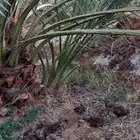 فسائل مجدول صقعي برني العيص روثانة