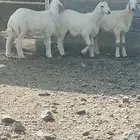 طليان حرية مع التوصيل