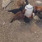 دجاج باكستاني