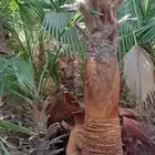 نخل واشنطن للبيع