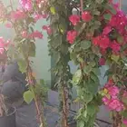 جهنميات جميع المقاسات وجميع الالوان معاالتوصيل والغرس