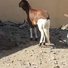 طلي سواكني مع التوصيل