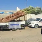نخل للبيع جثايث عربي واشنطونيا زينه