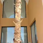 نخيل واشنطونيا ملكي للبيغ مع الضمان
