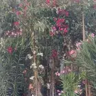 جهنميه 3الوان اطوال مختلفه ونخل واشنطني جميه المقاسات الرياض