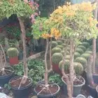 اشجارجهنميه جميع المقاسات في الرياض توصيل وغرس ونوصل برا الر