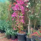 الشجار جهنميه وكرفس وياسمين جميع المشجار متوفره