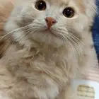 قط للتبني