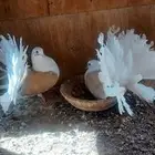 رقاص مكتف اصفر
