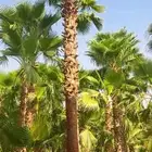 نخل واشنطن للبيع