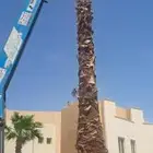 نخل واشنطن للبيع