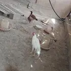 دجاج باكستاني