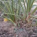 فسائل نخل للبيع عجوة صفاوي صقعي برني العيص مجدول