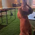 شوي خارجي .