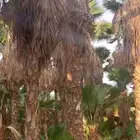 نخيل واشونطني جميع المقاسات