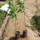 شتلات بريال ونص عرض