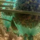 ثمرة نخيل خلاص للبيع