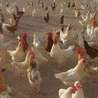 دجاج لوهمان عمره 8 شهور