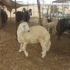 طلي حري