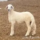 خروف للبيع