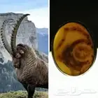 سليماني هندي مصور