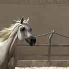 فرس شعبيه شييخه للبيع
