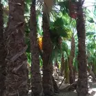 السلام عليكم ورحمه الله وبركاته يوجد لدينا نخيل عربي واشنطن