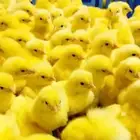 مصرى خبرة في تربية الحمام والدجاج