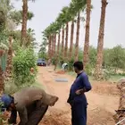 نخل واشنطي 6متر واكثر واشجار زيتون وسدر للبيع