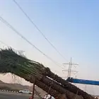 نخل للبيع جده مكه المكرمه الطايف