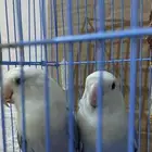 للبيع طيور روز لون ابيض وازرق تم البيع