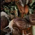 الحق ما تلحق حلزونات صغار وكبار للبيع