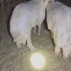 للبيع خرفان حريات