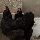 طقم براهما 3 دجاج وديك اسود