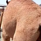 قعود بلدي كفو رقم اتواصل