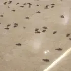 مبلط