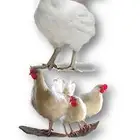 دجاج لاحم روس