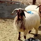 طليان للبيع